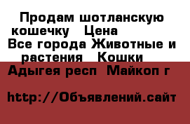 Продам шотланскую кошечку › Цена ­ 10 000 - Все города Животные и растения » Кошки   . Адыгея респ.,Майкоп г.